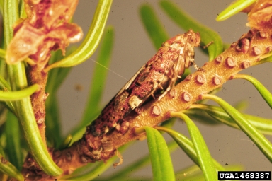 western spruce budworm (Choristoneura freemani ) on Douglas-fir (Pseudotsuga menziesii ) - 1468387