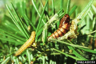 spruce budworm, Choristoneura fumiferana  (Lepidoptera: Tortricidae) - 1468392