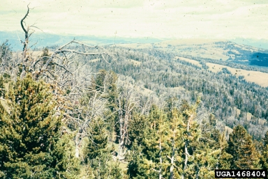 mountain pine beetle, Dendroctonus ponderosae  (Coleoptera: Curculionidae) - 1468404