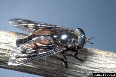 horse fly, Agkistrocerus megerlei  (Diptera: Tabanidae) - 1469013
