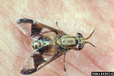 deer fly, Chrysops flavidus  (Diptera: Tabanidae) - 1469016