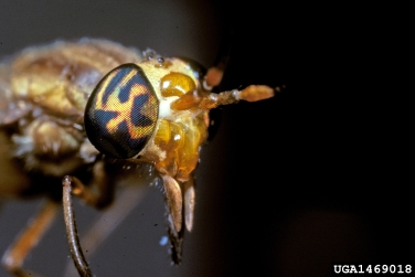 deer fly, Chrysops flavidus  (Diptera: Tabanidae) - 1469018