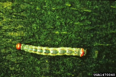 red-humped oakworm moth, Symmerista canicosta  (Lepidoptera: Notodontidae) - 1470040