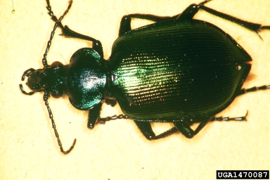 ground beetles, Calosoma spp.  (Coleoptera: Carabidae) - 1470087
