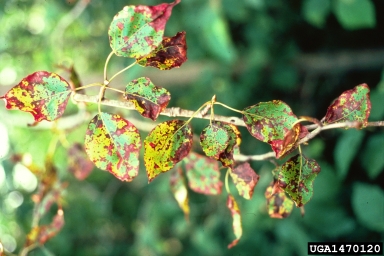 Septoria leaf spot and cankers (Septoria spp. ) on balsam poplar (Populus balsamifera ) - 1470120