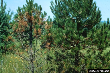 Dothistroma needle blight (Mycosphaerella pini ) on Austrian pine (Pinus nigra ) - 1470122