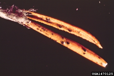 Diplodia blight (Sphaeropsis sapinea ) on red pine (Pinus resinosa ) - 1470125
