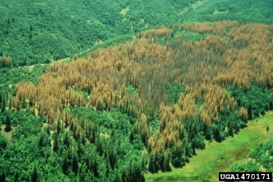 mountain pine beetle, Dendroctonus ponderosae  (Coleoptera: Curculionidae) - 1470171