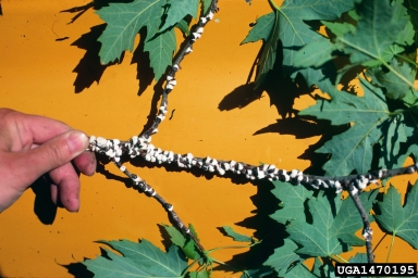 cottony maple scale (Pulvinaria innumerabilis ) on sugar maple (Acer saccharum ) - 1470195