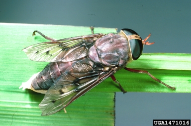 horse fly, Tabanus imitans  (Diptera: Tabanidae) - 1471016