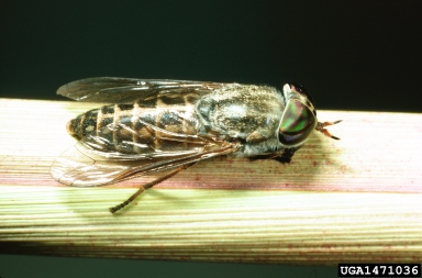 horse fly, Tabanus longiusculus  (Diptera: Tabanidae) - 1471036