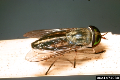 striped horse fly, Tabanus lineola  (Diptera: Tabanidae) - 1471038