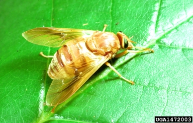 horse fly, Goniops chrysocoma  (Diptera: Tabanidae) - 1472003