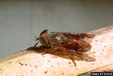horse fly, Tabanus townsvilli  (Diptera: Tabanidae) - 1472006