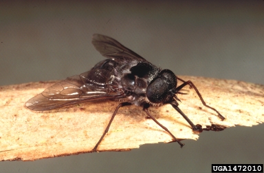 Tabanid fly, Scaptia clavata  (Diptera: Tabanidae) - 1472010