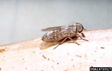 Tabanid fly, Mesomyia fuliginosa  (Diptera: Tabanidae) - 1472017