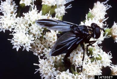 Tachinid fly, Trichopoda lanipes  (Diptera: Tachinidae) - 1472027