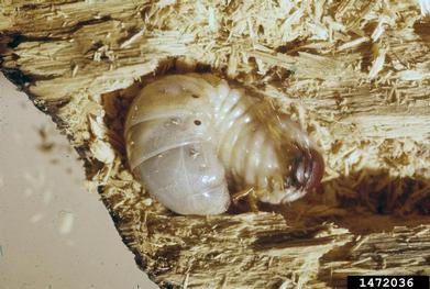 ox beetle, Strategus aloeus  (Coleoptera: Scarabaeidae) - 1472036