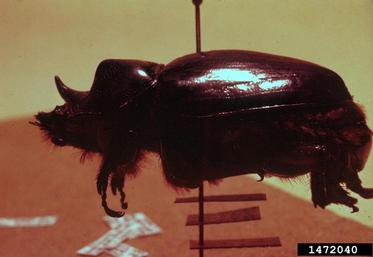 ox beetle, Strategus aloeus  (Coleoptera: Scarabaeidae) - 1472040
