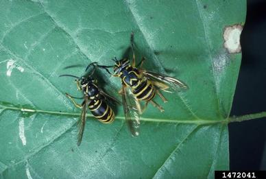 Syrphid fly, Spilomyia longicornis  (Diptera: Syrphidae) - 1472041