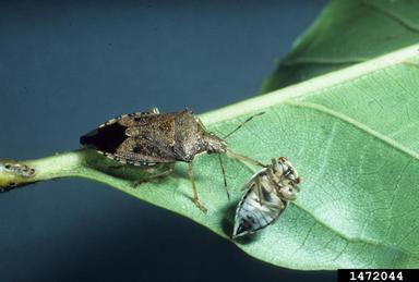 predatory stink bug (Podisus spp. ) on oak treehopper (Platycotis vittata ) - 1472044