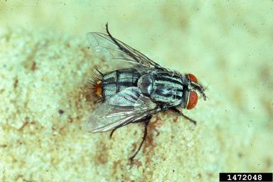 Tachinid fly, Drino rhoeo  (Diptera: Tachinidae) - 1472048