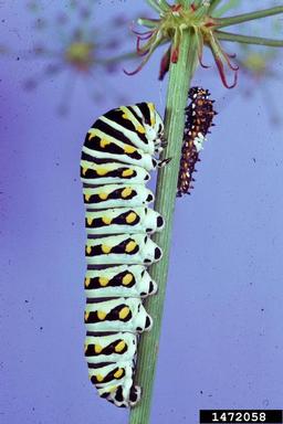 black swallowtail (Papilio polyxenes ) on water cowbane (Oxypolis filiformis ) - 1472058