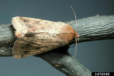 bollworm, Helicoverpa zea  (Lepidoptera: Noctuidae) - 1472068