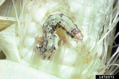 bollworm, Helicoverpa zea  (Lepidoptera: Noctuidae) - 1472071