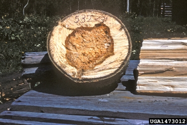 trunk rot (Pholiota adiposa ) on aspen/poplar (Populus spp. ) - 1473012