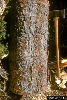 frost and winter injury (general) (  ) on Engelmann spruce (Picea engelmannii ) - 1473045