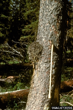 burl and decay (  ) on Engelmann spruce (Picea engelmannii ) - 1473056