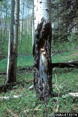 canker on quaking aspen (Populus tremuloides ) - 1473074
