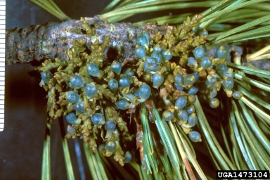 limber pine dwarf mistletoe, Arceuthobium cyanocarpum  (Santalales: Viscaceae) - 1473104