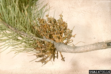 ponderosa pine dwarf mistletoe (Arceuthobium vaginatum ) on ponderosa pine (Pinus ponderosa ) - 1473116