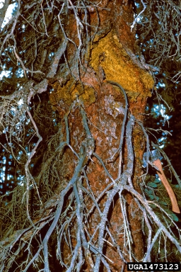 fir and spruce canker (  ) on spruce (Picea spp. ) - 1473123