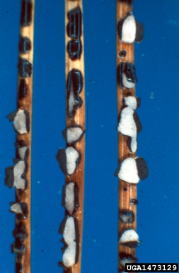 needle cast (Bifusella saccata ) on limber pine (Pinus flexilis ) - 1473129