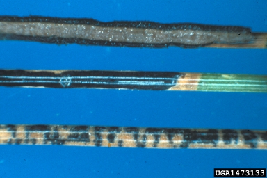 needle cast (Bifusella linearis ) on limber pine (Pinus flexilis ) - 1473133