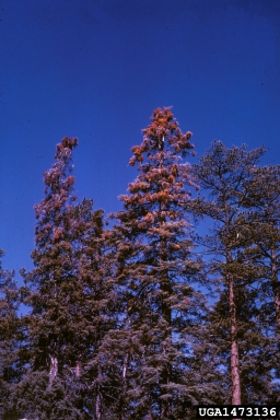 fir mistletoe (Phoradendron pauciflorum ) on white fir (Abies concolor ) - 1473136