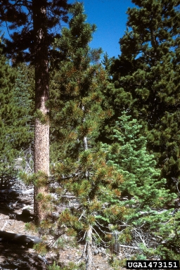 lodgepole pine needle cast (Lophodermella concolor ) on lodgepole pine (Pinus contorta ) - 1473151