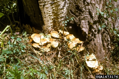 scaly pholiota (Pholiota squarrosa ) on aspen/poplar (Populus spp. ) - 1473176