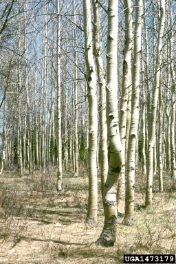 aspen/poplar, Populus spp.  (Salicales: Salicaceae) - 1473179