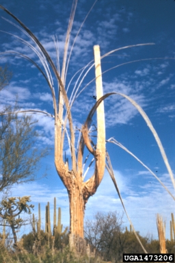 bacterial necrosis of giant cactus (Erwinia carnegieana ) on saguaro (Carnegiea gigantea ) - 1473206
