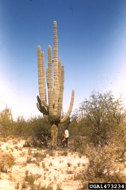 bacterial necrosis of giant cactus (Erwinia carnegieana ) on saguaro (Carnegiea gigantea ) - 1473234