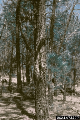 Atropellis canker (Atropellis piniphila ) on ponderosa pine (Pinus ponderosa ) - 1473277