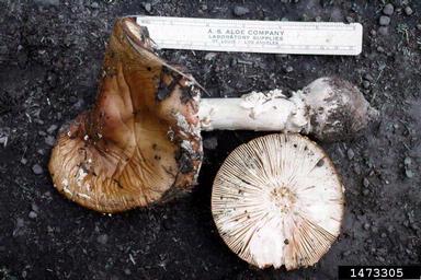 fly agaric, Amanita muscaria  (Agaricales: Amanitaceae) - 1473305