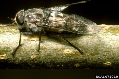 horse fly, Hematabanus carolinensis  (Diptera: Tabanidae) - 1474019