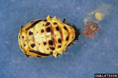 large lady beetle, Anatis lecontei  (Coleoptera: Coccinellidae) - 1475008