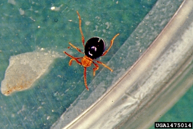 American spider beetle, Mezium americanum  (Coleoptera: Anobiidae) - 1475014