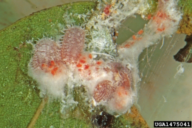 grape mealybug (Pseudococcus maritimus ) on green ash (Fraxinus pennsylvanica ) - 1475041